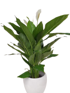 Spathiphyllum medium