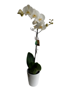Orchid Phalaenopsis White – 1 branch