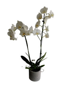Ορχιδέα Phalaenopsis Λευκή – 2 κλαδιά