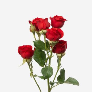 Τριαντάφυλλα Μίραμπελ x5