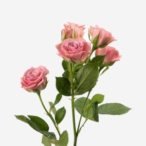 Τριαντάφυλλα Νάταλι x5